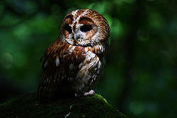 Tawny Owl - dark.jpg