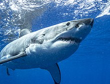 Guadalupe Island Great White Shark Underwater Tourism.jpg