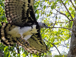 Harpy eagle soaring.jpg