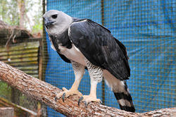 Perched harpy eagle.jpg