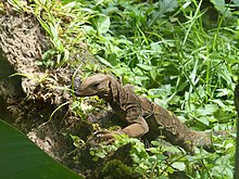 Varanus spinulosus.JPG