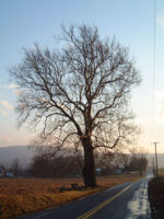 American sycamore branching towards open sky.jpg