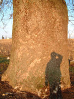 Large sycamore tree trunk.jpg