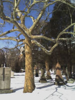 Sycamore in a grave yard.jpg