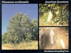 American Sycamore.JPG