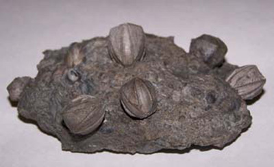 Blastoid Fossils.jpg