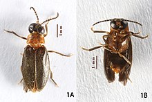 Oculogryphus chenghoiyanae.jpg