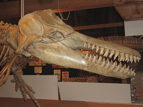 File:Orca anatomy.jpg