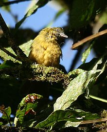 Chlorothraupis stolzmanni -NW Ecuador-8.jpg