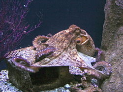 Polbo pulpo galicia.jpg