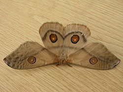 Emperor Gum Moth.jpg