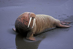 Atlantic walrus.jpg