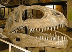 Giganotosaurus skull.jpg