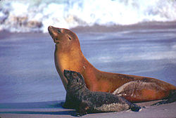 California sea lion1.jpg