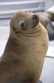 California Sea lion 3.jpg