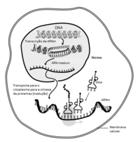 MRNA-pt.png