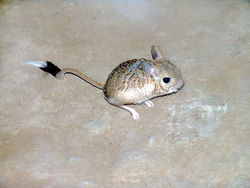 Jerboa.jpg