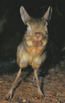 GreaterEgyptianJerboa.jpg