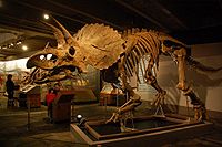 Triceratops4.jpg