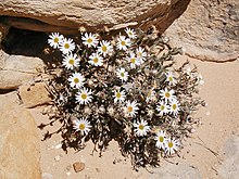 Erigeron maguirei.jpg