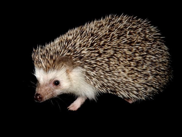 File:Atelerix albiventris.jpg