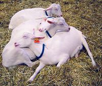 SleepingGoats.jpg
