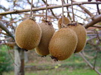 Fruit