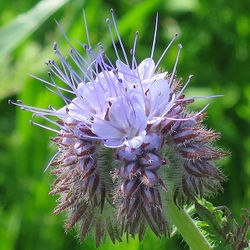 Purple tansy1.jpg