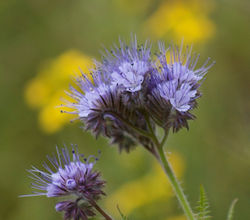 Purple tansy2.jpg