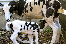 a piebald ewe suckling a lamb