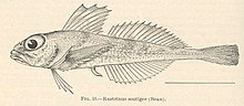 FMIB 39371 Rastrinus scutiger (Bean).jpeg