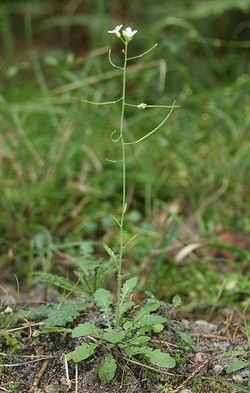 Arabidopsis thal kz1.jpg