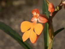 Habenaria rhodocheila 171102.jpg