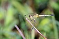 Black tipped ground skimmer female (36857328406).jpg