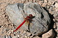 Diplacodes haematodes.jpg