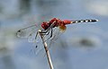 Diplacodes luminans Barbet 2013 01 26.jpg