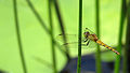 Female Black-faced Percher (15822865640).jpg