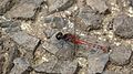 Male Diplacodes melanopsis flank (30322432343).jpg