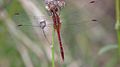Male Wandering Percher (17063332425).jpg