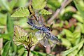 Percher (Diplacodes sp.) male.jpg