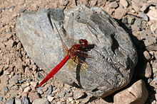 Diplacodes haematodes.jpg
