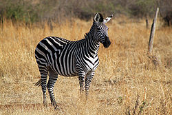 Plains Zebra Main Picture.jpg