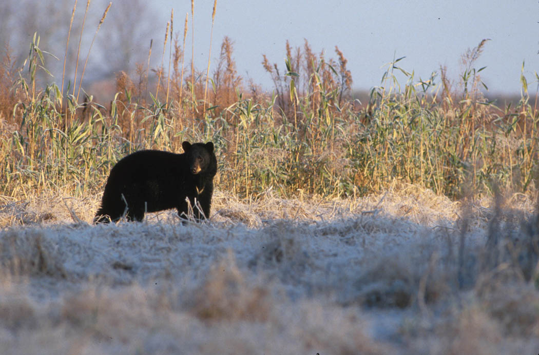 Black Bear.jpg