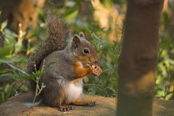 Eastern Gray Squirrel, Sciurus carolinensis