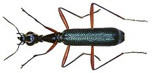 Neocollyris celebensis (Chaudoir, 1860) (3028953187).jpg