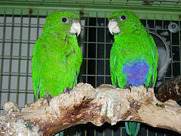 Triclaria malachitacea -two captive-8a.jpg