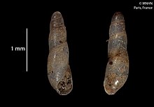 Geostilbia sheilae (MNHN-IM-2012-36745) 001.jpeg
