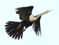 Anhinga-in-flight.jpg