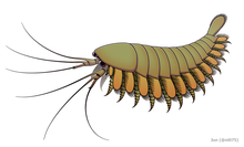 20210422 Alalcomenaeus cambricus.png