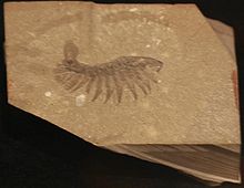 AlalcomenaeusCambricus-ROM-June11-10.jpg